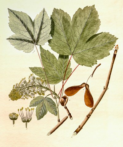 Botanikai illusztráció/Acer pseudoplatanus/Sycamore Maple alkotó: Unbekannt