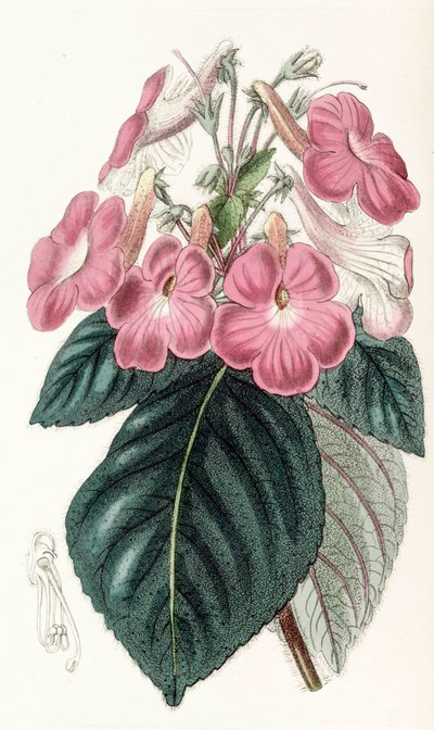 Botanikai illusztráció/Achimenes grandiflora/Achimene nagy virágai alkotó: Unbekannt
