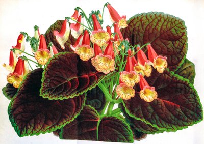 Botanikai illusztráció/Achimenes naegelioides/Achimene alkotó: Unbekannt