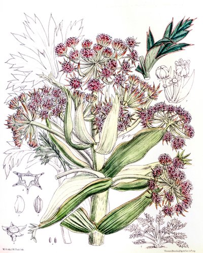 Botanikai illusztráció/Aciphylla latifolia/Anisotome latifolia/Broad Aciphyll alkotó: Unbekannt