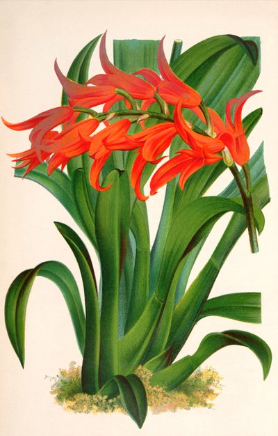 Botanikai illusztráció/Ada aurantiaca alkotó: Unbekannt