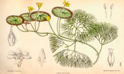 Botanikai illusztráció/Cabomba aquatica alkotó: Unbekannt