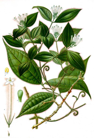Botanikai illusztráció/Strychnos toxifera/Curare alkotó: Unbekannt