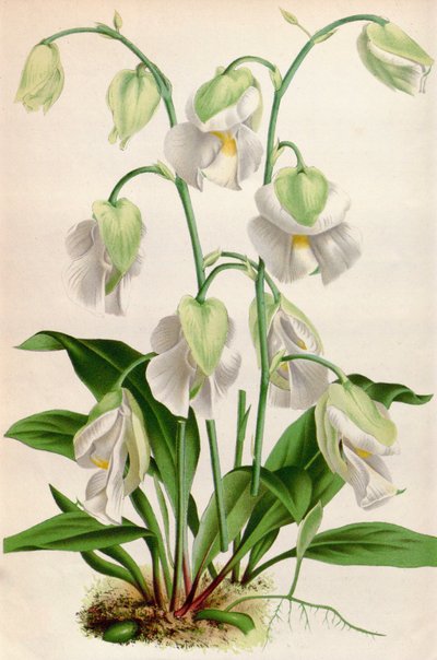 Botanikai illusztráció / Utricularia alpina / Utricular alpin alkotó: Unbekannt