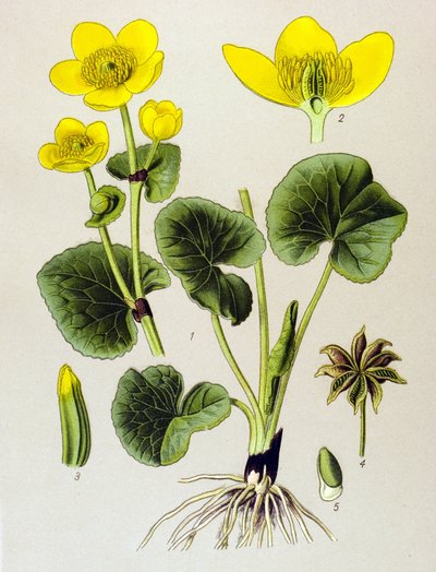Botanikai deszka. Venenos növény (mérgező): mocsári populáció (Caltha palustris) alkotó: Unbekannter Künstler