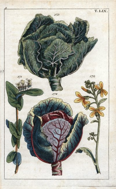 Botanika: káposzta, káposzta, Brassica oleracea capitata, virág 172 és levélfej 173, vörös káposzta, Brassica oleracea rubra alkotó: Unbekannter Künstler