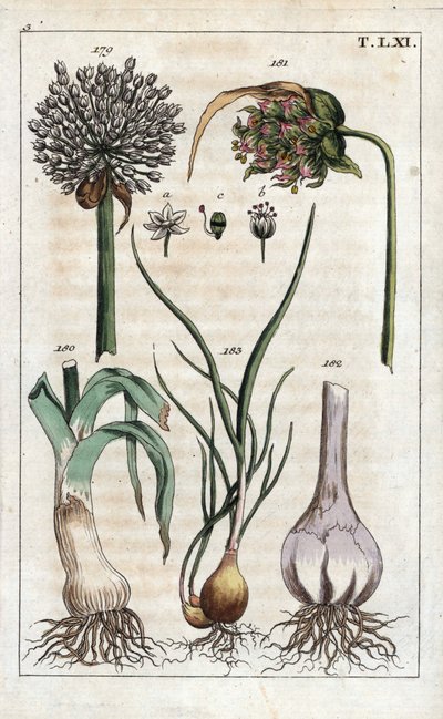 Botanika: póréhagyma, fokhagyma, echalote - Póréhagyma, Allium pollum 179, fokhagymavirág, Allium sativum 181, fokhagymagumó 182, és mogyoróhagyma, Allium cepa var. aggregatum, ascalonicum. alkotó: Unbekannter Künstler