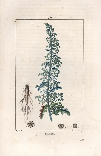 Botris (Chenopodium botrys) - Lambert fils metszete, Pierre Jean Francois Turpin (1775-1840) rajza után, a La flore medicale, by Chaumeton, Poiret et Chamberet, Paris 1830-ból - Jeruzsálemi tölgyfaguba, Dysphania botrys - Lambert Ju metszete alkotó: Unbekannter Künstler