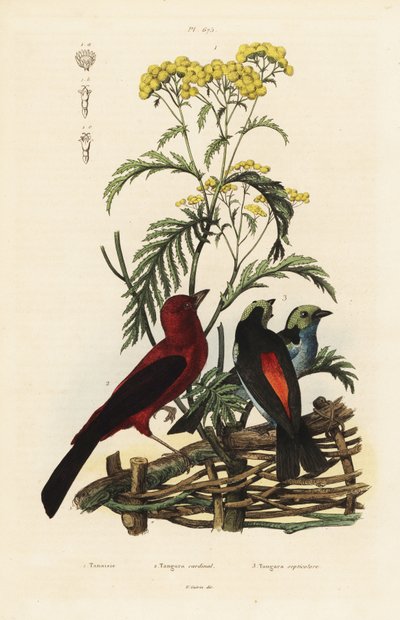 Brazil Tanager, Rumpocelus Brasilix és Paradise Tanager, Tanger Chilensis alkotó: Unbekannt