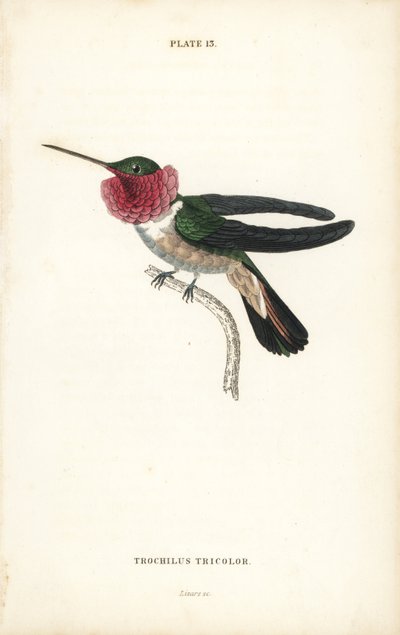 Szélesfarkú kolibri, Selasphorus platycercus (háromszínű kolibri, Trochilus tricolor). William Lizars kézzel színezett acélmetszete Sir William Jardine Naturalist