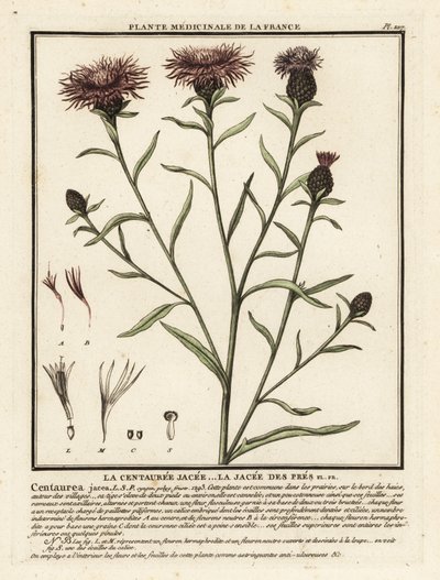 Barna búzafű, Centaurea jacea. alkotó: Unbekannter Künstler