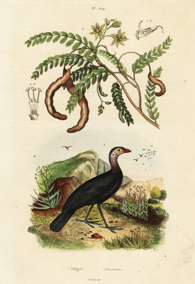 Brushturkey and tamarind., 1834-1839 (metszet) alkotó: Unbekannter Künstler