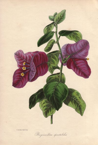 Buginvillaea spectabilis (La bougainvillee vagy bougainvillee). Kézzel színezett litográfia, melyet Samuel Holden rajzolt Sir Joseph Paxton számára a "Magazine of Botany"-ban, London, W.S. Orr. alkotó: Unbekannter Künstler