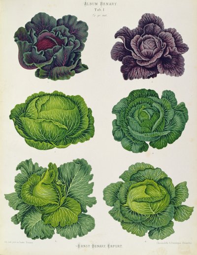 Káposztafélék: Tab. 1 a Benary-albumból, 1876 körül, Ernst Benary, Erfurt (kromolitográfia). alkotó: Unbekannter Künstler