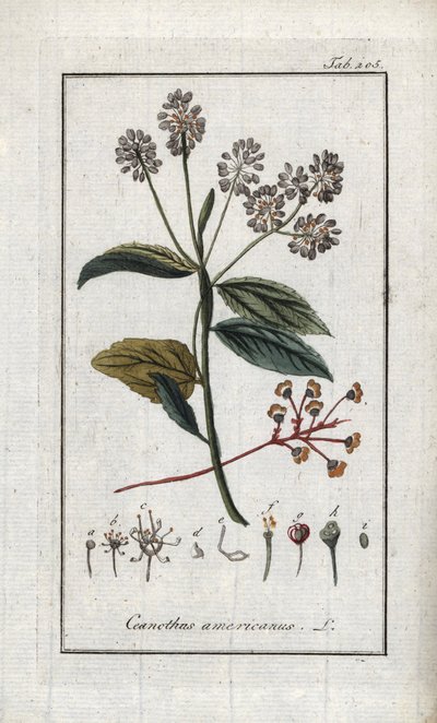 Kaliforniai lila (Ceanothus americanus). Litográfia Johannes Zorn (1739-1799) "Afbeelding der Artseny-Gewassen" című művéből, Hollandia. alkotó: Unbekannter Künstler