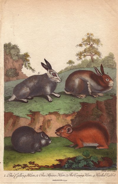 Hívó nyúl, alpesi nyúl, változó nyúl és csuklyás nyúl Oryctolagus cuniculus, Lepus capensis, Lepus timidus alkotó: Unbekannter Künstler