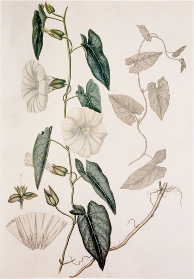 Calystegia sepium/Convolvulus sepium/Sövényágynemű alkotó: Unbekannt