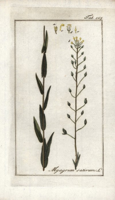 Cameline vagy lenbazárd vagy szezámmag Németországból (Camelina sativa). Litográfia Johannes Zorn (1739-1799) "Afbeelding der Artseny-Gewassen" című művéből, Hollandia. alkotó: Unbekannter Künstler