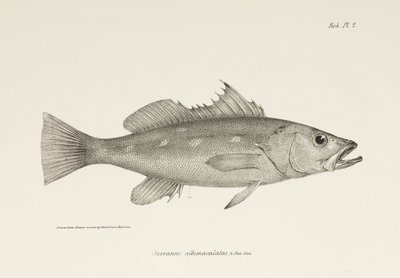 Camotillo, Csendes-óceán, c 1832-1836 alkotó: Unbekannter Künstler