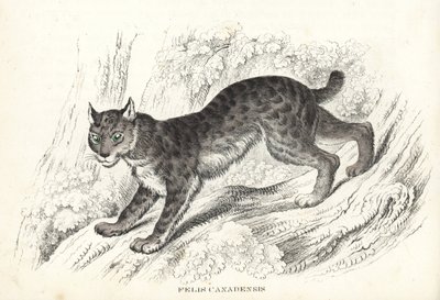 Kanadai hiúz, Lynx canadensis (Felis canadensis). Kézzel színezett litográfia Georg Friedrich Treitschke természetrajzi galériájából, Naturhistorischer Bildersaal des Thierreiches, Liepzig-1842. alkotó: Unbekannter Künstler