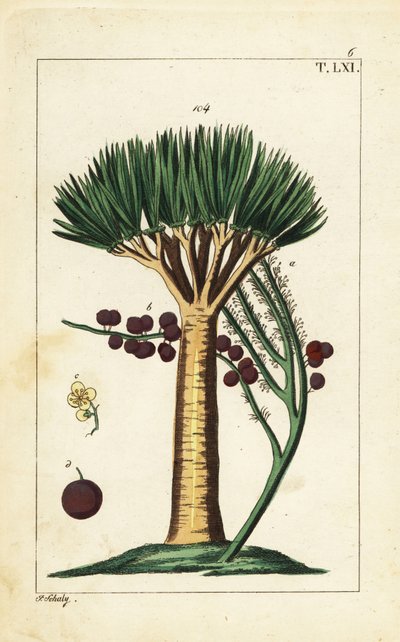 Kanári-szigeteki sárkányfa, Dracaena draco. Sebezhető. alkotó: Unbekannter Künstler
