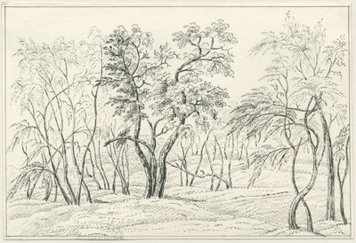 Cannock Chase: toll- és ceruzarajz, nd [?19. század] alkotó: Unbekannt