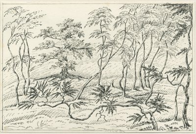 Cannock Chase: toll- és ceruzarajz, nd [?19. század] alkotó: Unbekannt