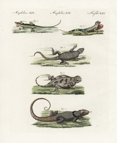 Fokföldi gyík (afrikai szaurusz), Cordylus cordylus 1, Cuvier madagaszkári fecske (madagaszkári gyík), Oplurus cuvieri 2, hegyi szarvú gyík (szarvú gyík), Phrynosoma orbiculare 3, jamaikai anole (jamaikai gyík), Anolis garmani 4, és zöld ano alkotó: Unbekannter Künstler