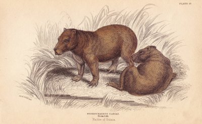 Vízidisznó, Hydrochoerus hydrochaeris (Hydrochaerus cabiai). Lizars kézzel színezett acélmetszete Charles Hamilton Smith illusztrációja után, William Jardine