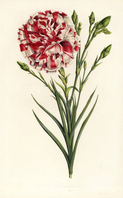 Szegfű hibrid, Louis Napoleon, Dianthus caryophyllus. Kézzel színezett litográfia Louis van Houtte és Charles Lemaire: Flowers of the Gardens and Hothouses of Europe, Flore des Serres et des Jardins de l