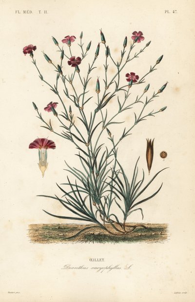 Szegfű vagy szegfűszeg rózsaszín, Dianthus caryophyllus, Oeillet alkotó: Unbekannt