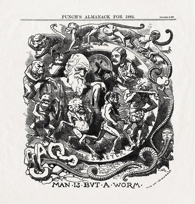 Charles Darwin (1809-1882) karikatúrája az evolúció elméletéről: "Az ember nem más, mint egy féreg" (Man is but a worm) a "Punch"-ból 1881.12.06. alkotó: Unbekannter Künstler