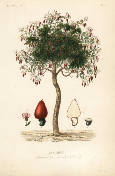 Kesudiófa vagy kesudiófa, Anacardium occidentale, Anacarde alkotó: Unbekannt