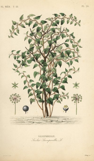Macska zöldbriar vagy catbriar, Smilax glauca, Smilax sarsaparilla, Salsepareille, Debray kézzel színezett acélmetszet Edouard Maubert botanikai illusztrációja alapján, Pierre Oscar Reveil, A alkotó: Unbekannt
