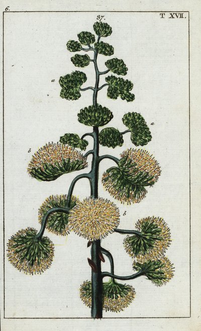 Századi növény, Agave americana. alkotó: Unbekannter Künstler