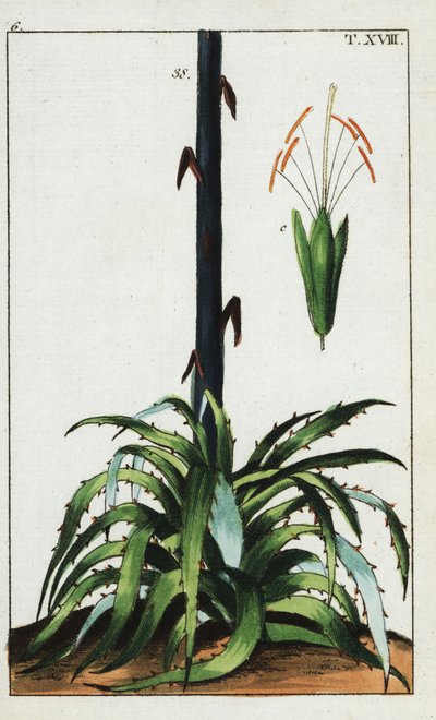 Századi növény, Agave americana. alkotó: Unbekannter Künstler