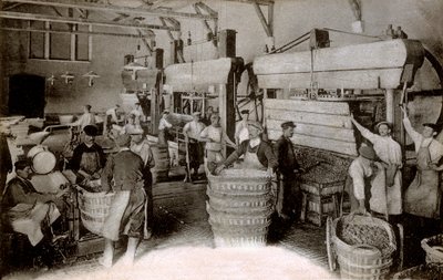 Pezsgő: szőlőpréselés a Saint-Helene aratóházban, Moet & Chandon Epernay ház, huszadik század eleje (f/w fotó) alkotó: Benjamin Baud