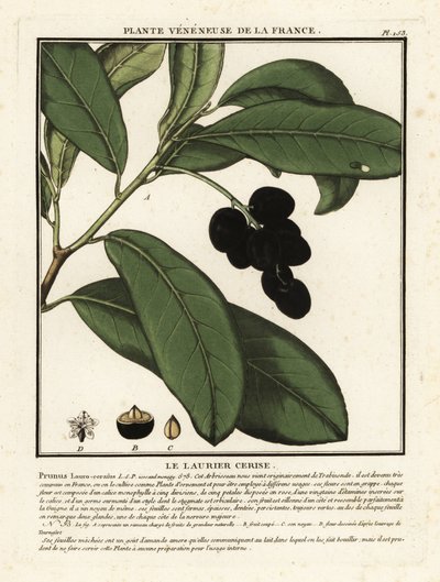 Cseresznye babér, Prunus laurocerasus. alkotó: Unbekannter Künstler