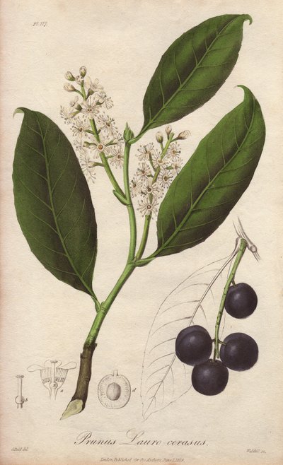 Cherry laurel vagy laurel mandula vagy laurel pame vagy trebizonde laurel (Prunus Lauro-cerasus) - William Clarke dűlője John Stephenson és James Morss "Medical Botanical, Description of the Medicinal Plants of London, Edinburgh and Dublin" című munkájának alkotó: Unbekannter Künstler