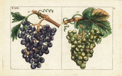Chiavenna szőlő, Pinot noir szőlő, Vitis vinifera. alkotó: Unbekannter Künstler