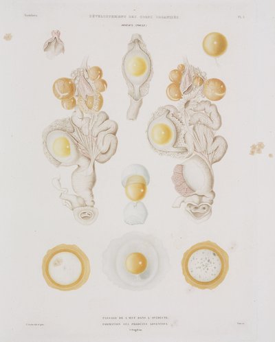 Csirke tojás a petevezetékben, c 1847-1859 alkotó: Unbekannt