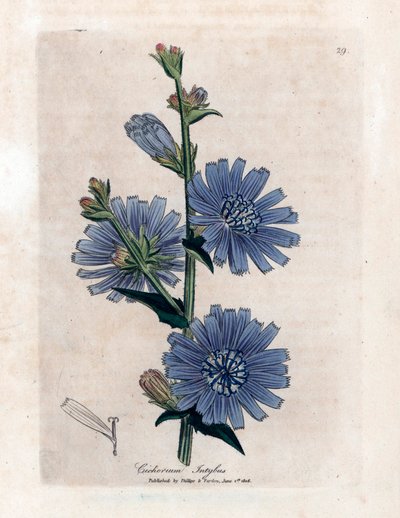 Chicoree bitere (Cichorium intybus) James Sowerby "Medical Botany" William Woodville és Sir William Jackson Hooker 1832. alkotó: Unbekannter Künstler