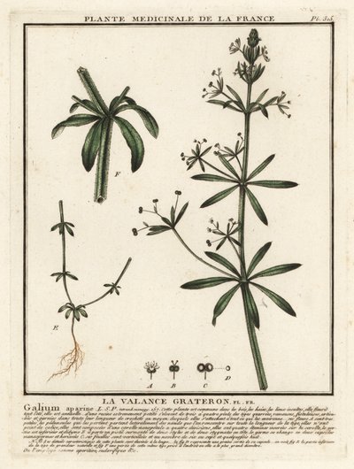 Cleavers, Gallium aparine. alkotó: Unbekannter Künstler