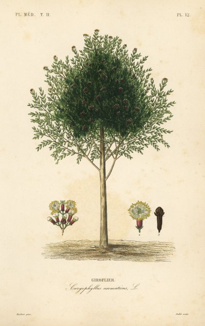 Szegfűszeg, Syzygium aromaticum, Caryophyllus aromaticus, Giroflier alkotó: Unbekannt