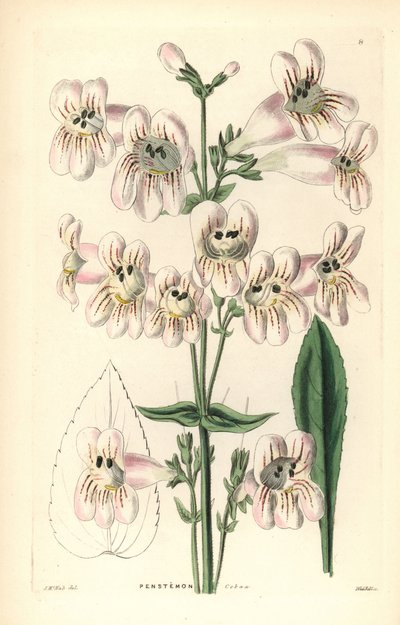 Cobaea-virágos penstemon, Penstemon cobaea. Weddell kézi rézmetszete J. McNab után John Lindley és Robert Sweet Ornamental Flower Garden and Shrubbery című művéből, G. Willis, London. alkotó: Unbekannter Künstler