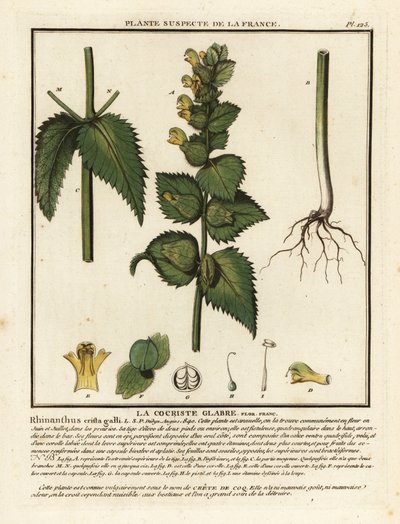 Kakasfésű, Rhinanthus crista-galli. alkotó: Unbekannter Künstler
