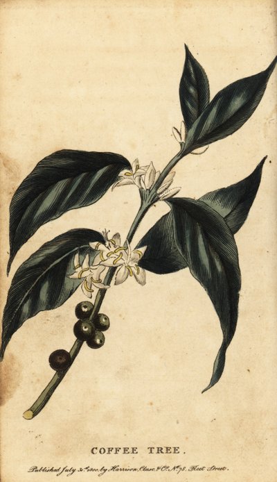 Kávéfa, Coffea arabica. ,1800 (metszet) alkotó: Unbekannter Künstler