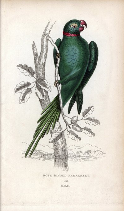 Galléros papagáj, Psittacula krameri. Psittacus torquatus. Joseph Kidd litográfiája John Audubon rajza alapján, a Miscellany of Natural History-ban: Papagájok, Sir Thomas DiK Lauder és Thomas Brown kapitány, megjelent Edinburghban, Skóciában, 1833-ban. alkotó: Unbekannter Künstler