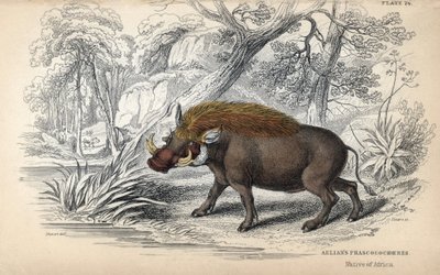 Közönséges afrikai fakócápa (Phaochoerus africanus). William Lizars rézmetszete James Stewart rajza alapján, megjelent a Naturalist Library: Mammals, pachyderms and quadrupedes with fine skin, edited by W. H. Lizars, in Edinburgh, Scotl. alkotó: Unbekannter Künstler