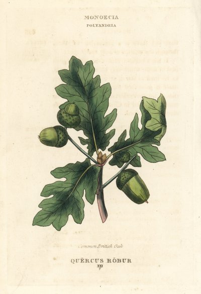 Közönséges brit tölgy, Quercus robur. Kézi rézmetszet Richard Duppa illusztrációja után a The Clours and Orders of the Linnaean System of Botany, Longman, Hurst, London című művéből. alkotó: Unbekannter Künstler